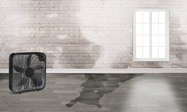 Professional Water damage restoration in Palm Springs North, FL